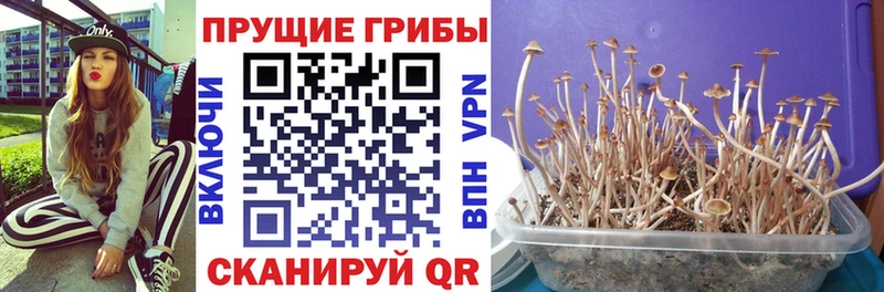 Псилоцибиновые грибы MAGIC MUSHROOMS  Тюкалинск 